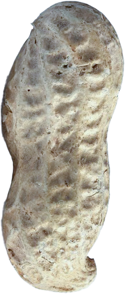 al-etihad peanut
